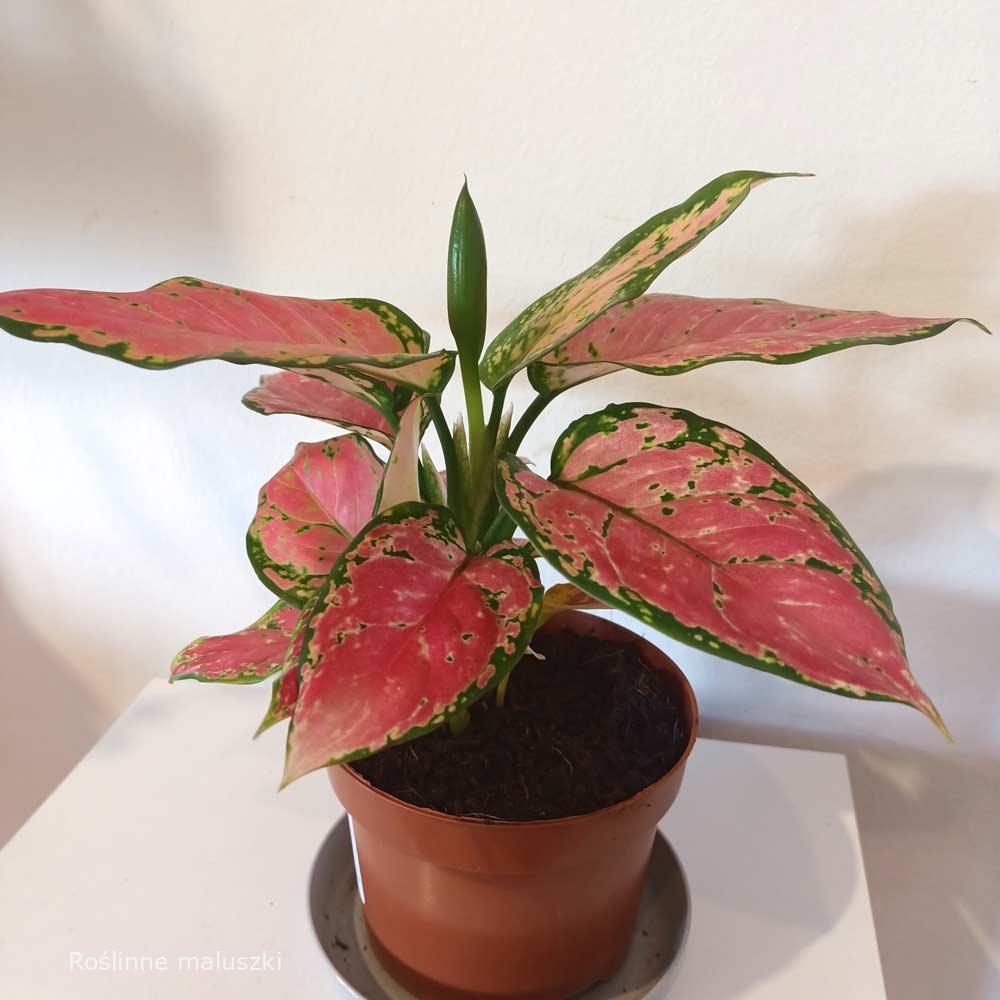 Aglaonema Pink Star