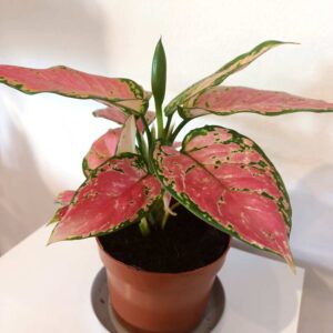 Aglaonema Pink Star