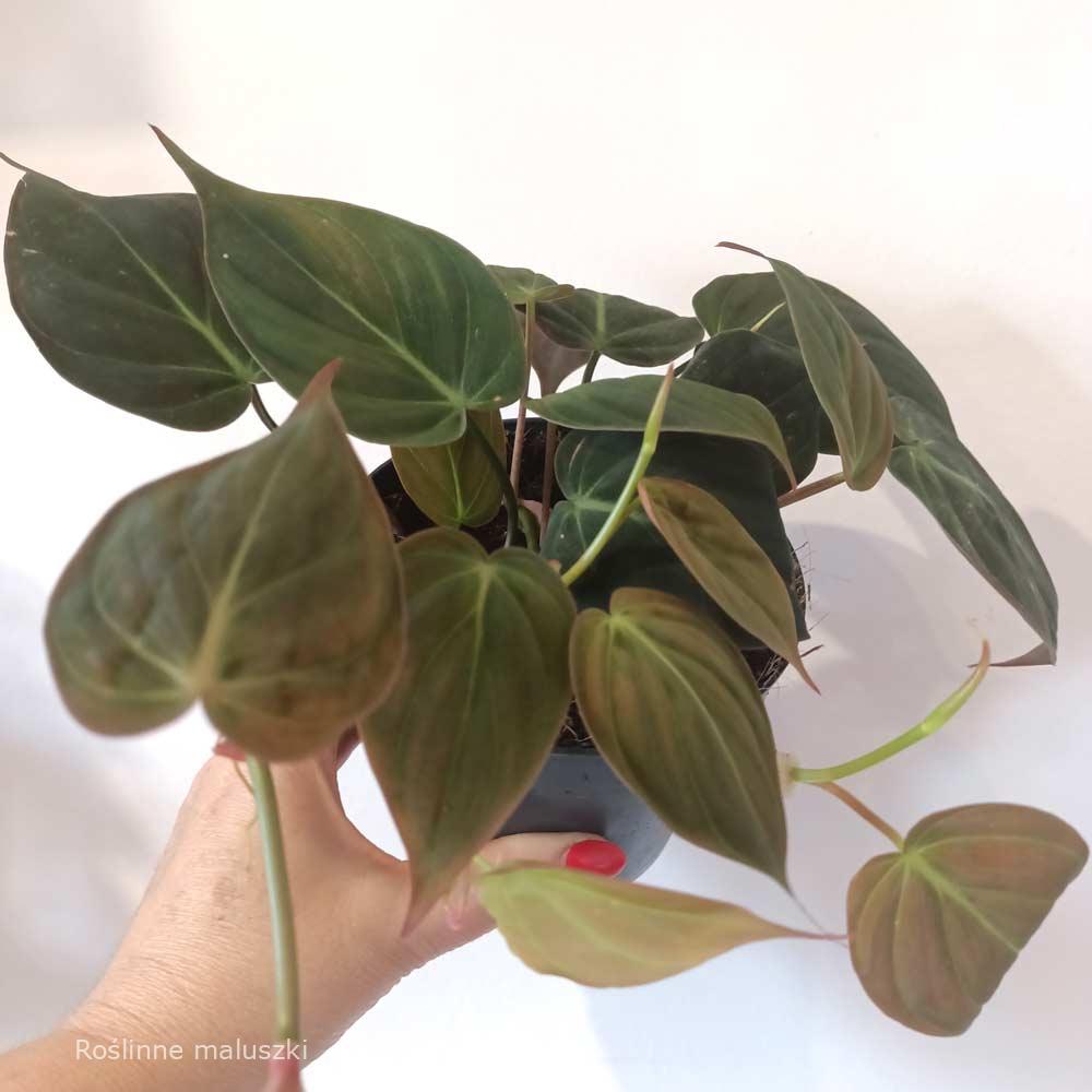 Filodendron scandens micans