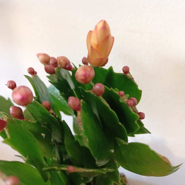 Schlumbergera Sophia