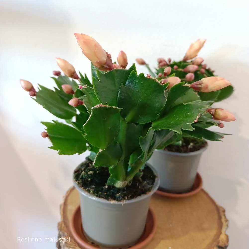 Schlumbergera Sophia