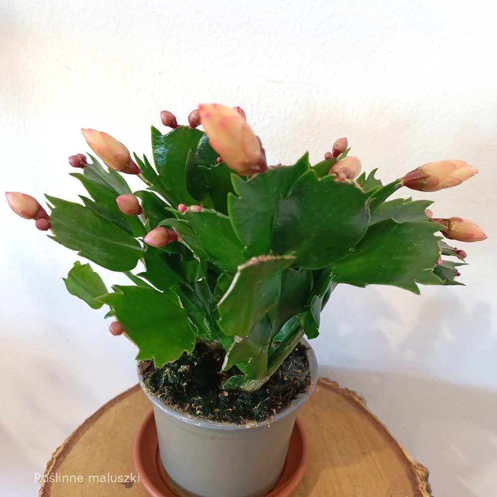 Schlumbergera Sophia