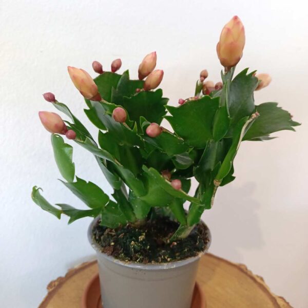 Schlumbergera Sophia