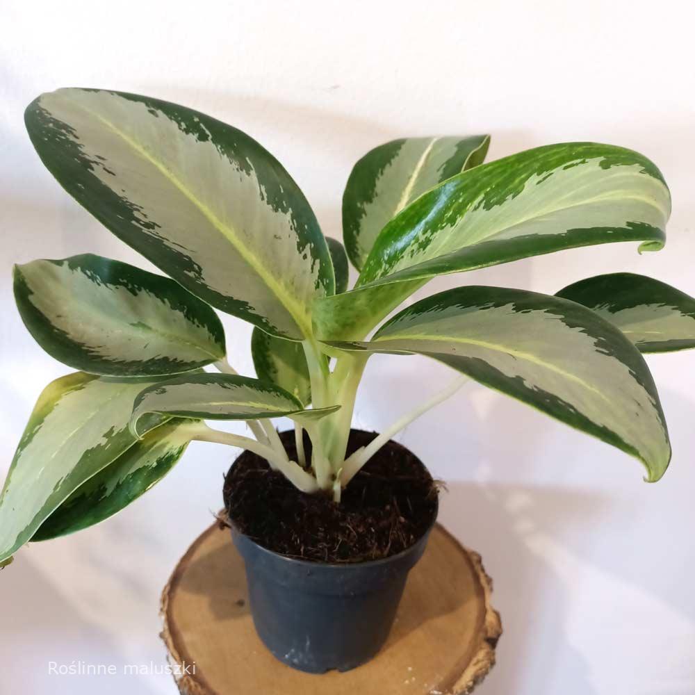 Aglaonema Silver blue