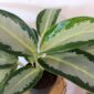 Aglaonema Silver blue