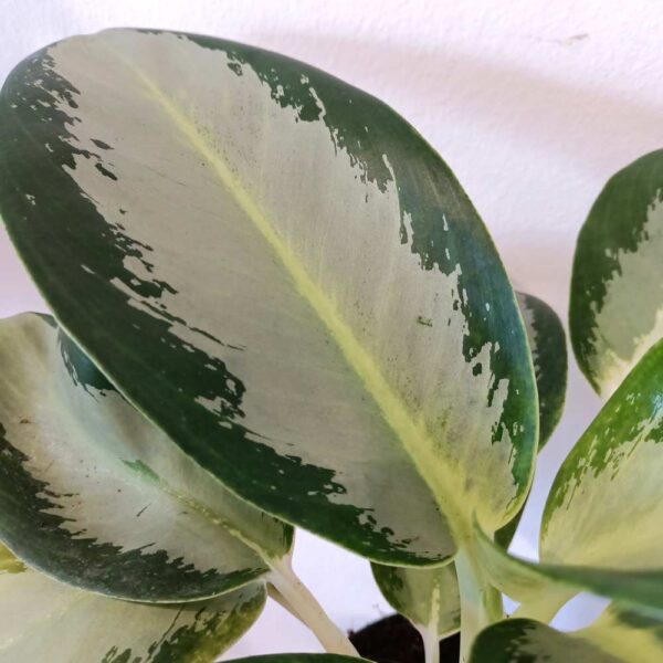 Aglaonema Silver blue