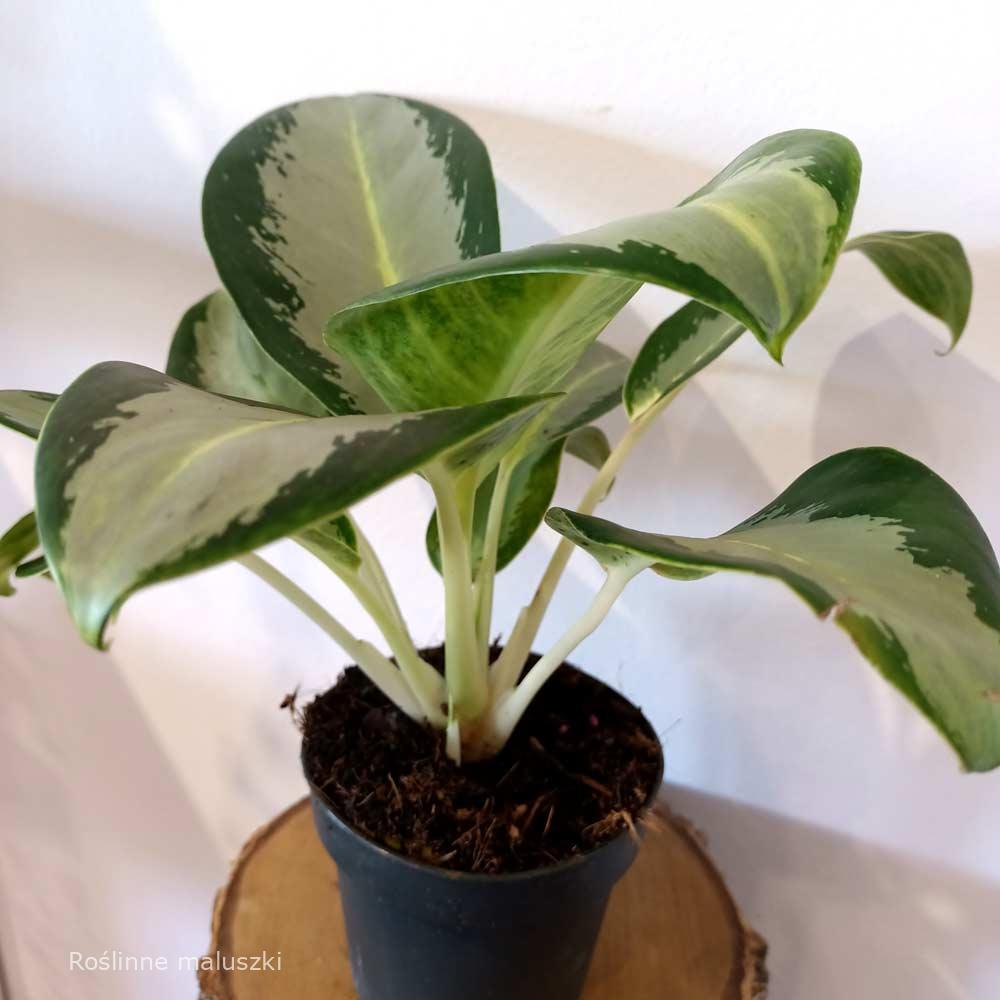 Aglaonema Silver blue