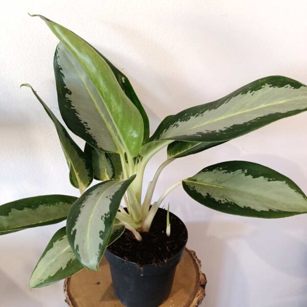 Aglaonema Silver blue