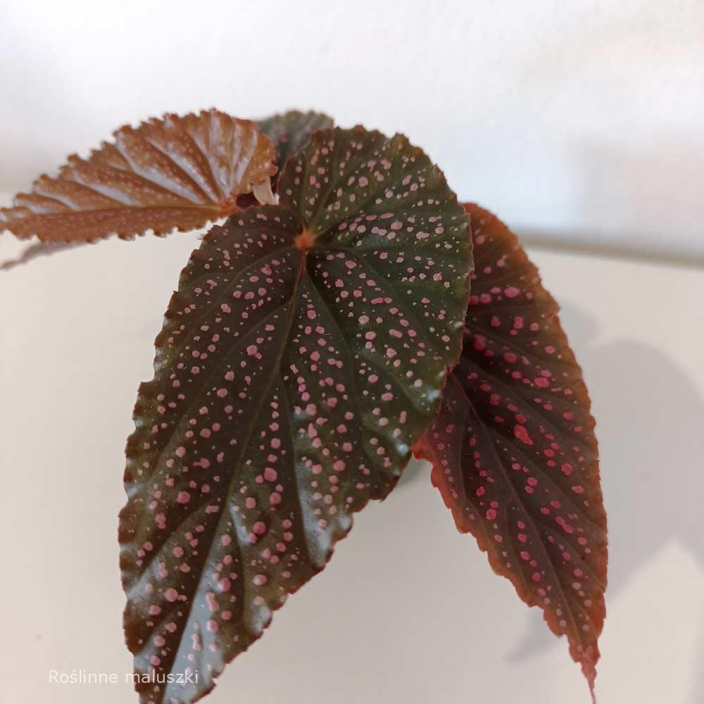 Begonia maculata Pink Spot