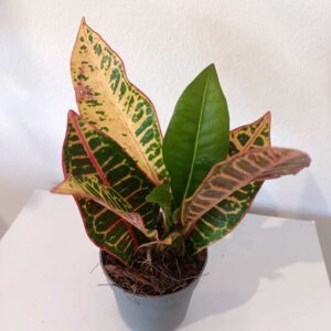 Codiaeum variegatum Petra-kroton