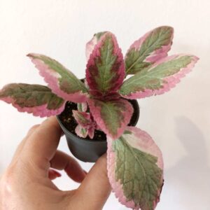 Episcia Pink brocade