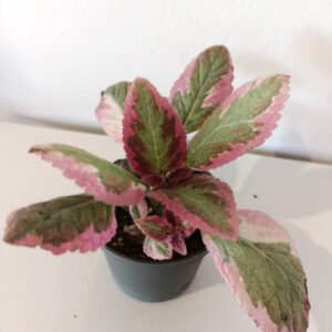 Episcia Pink brocade