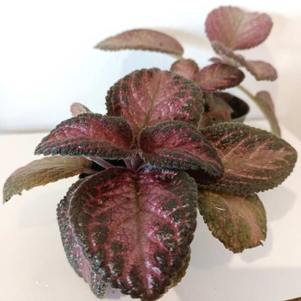 Episcia Malayan