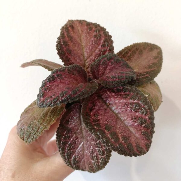 Episcia Malayan