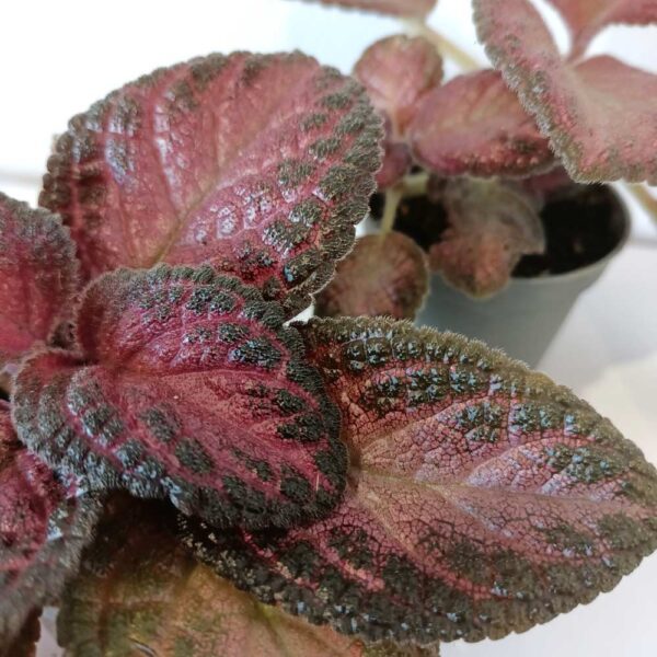 Episcia Malayan