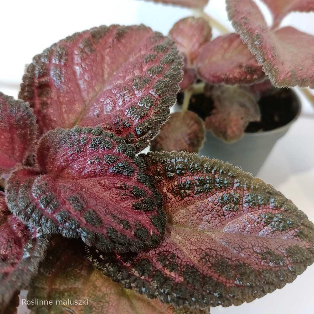 Episcia Malayan