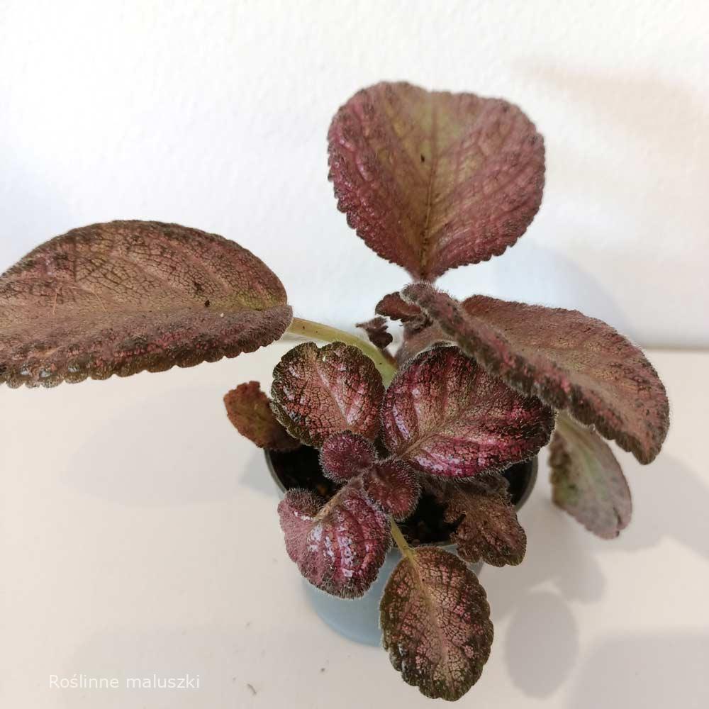 Episcia Malayan