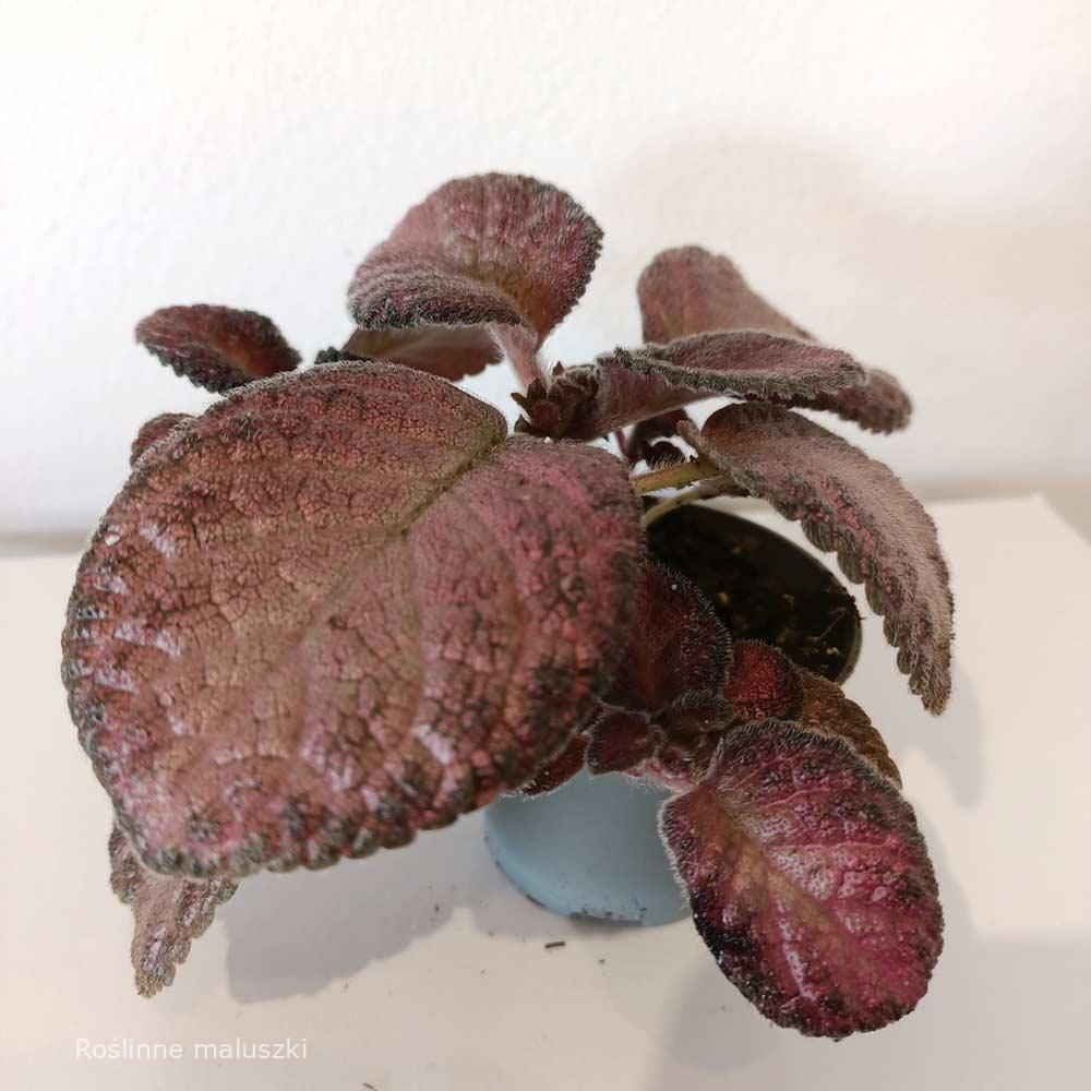 Episcia Malayan