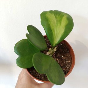 Hoya Kerrii Variegata