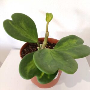 Hoya Kerrii Variegata