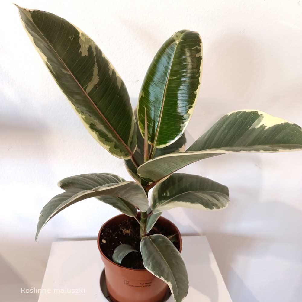 Ficus elastica Tineke