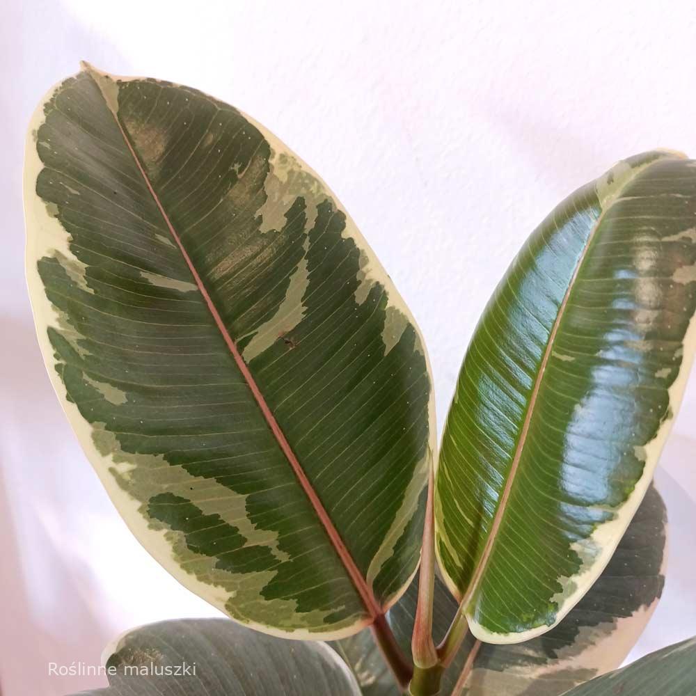 Ficus elastica Tineke