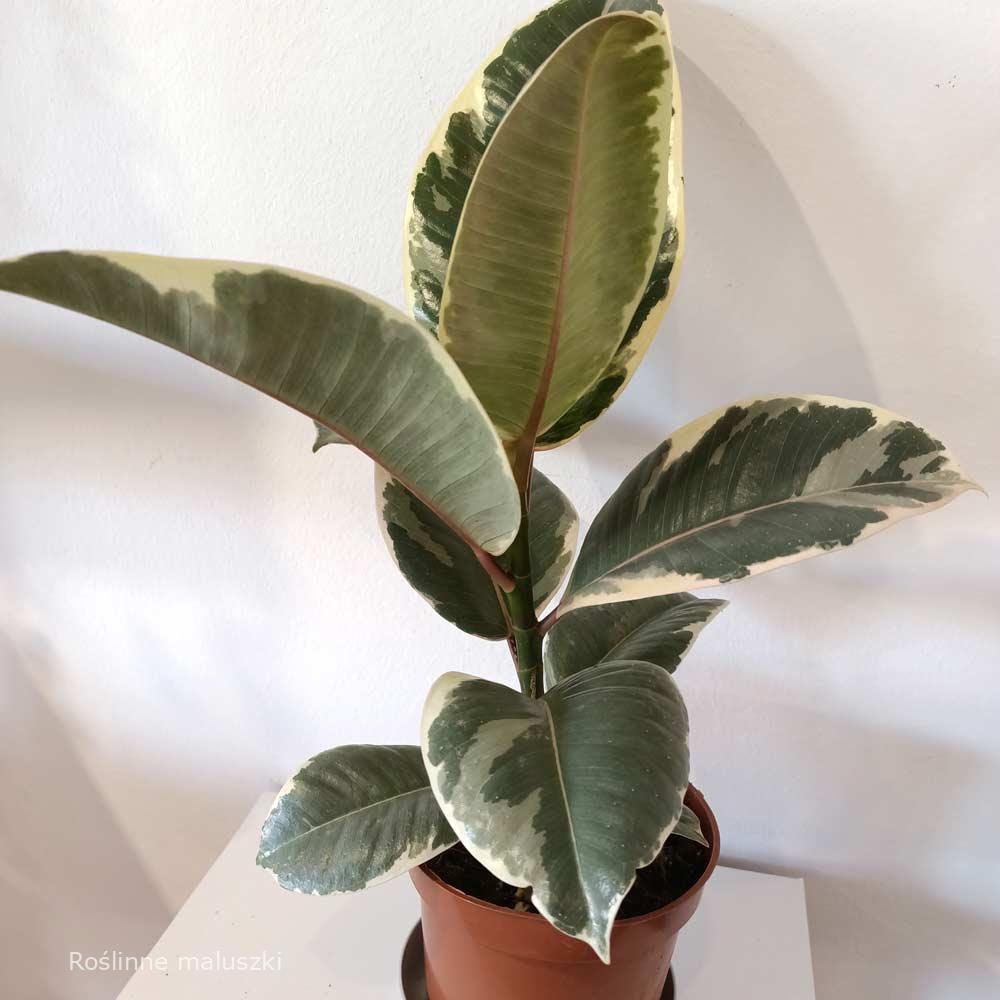 Ficus elastica Tineke