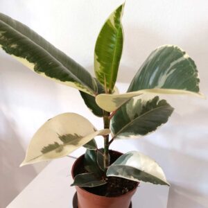 Ficus elastica Tineke