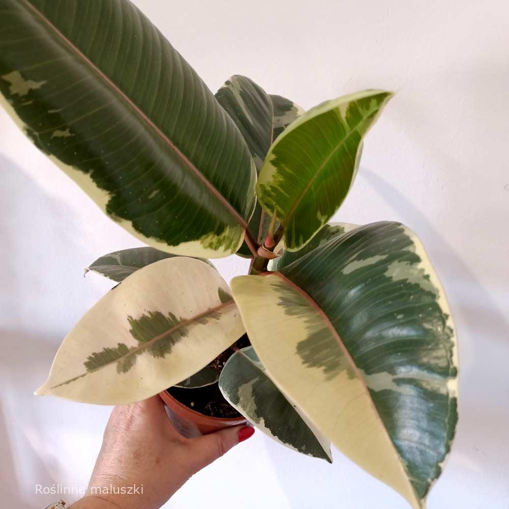 Ficus elastica Tineke