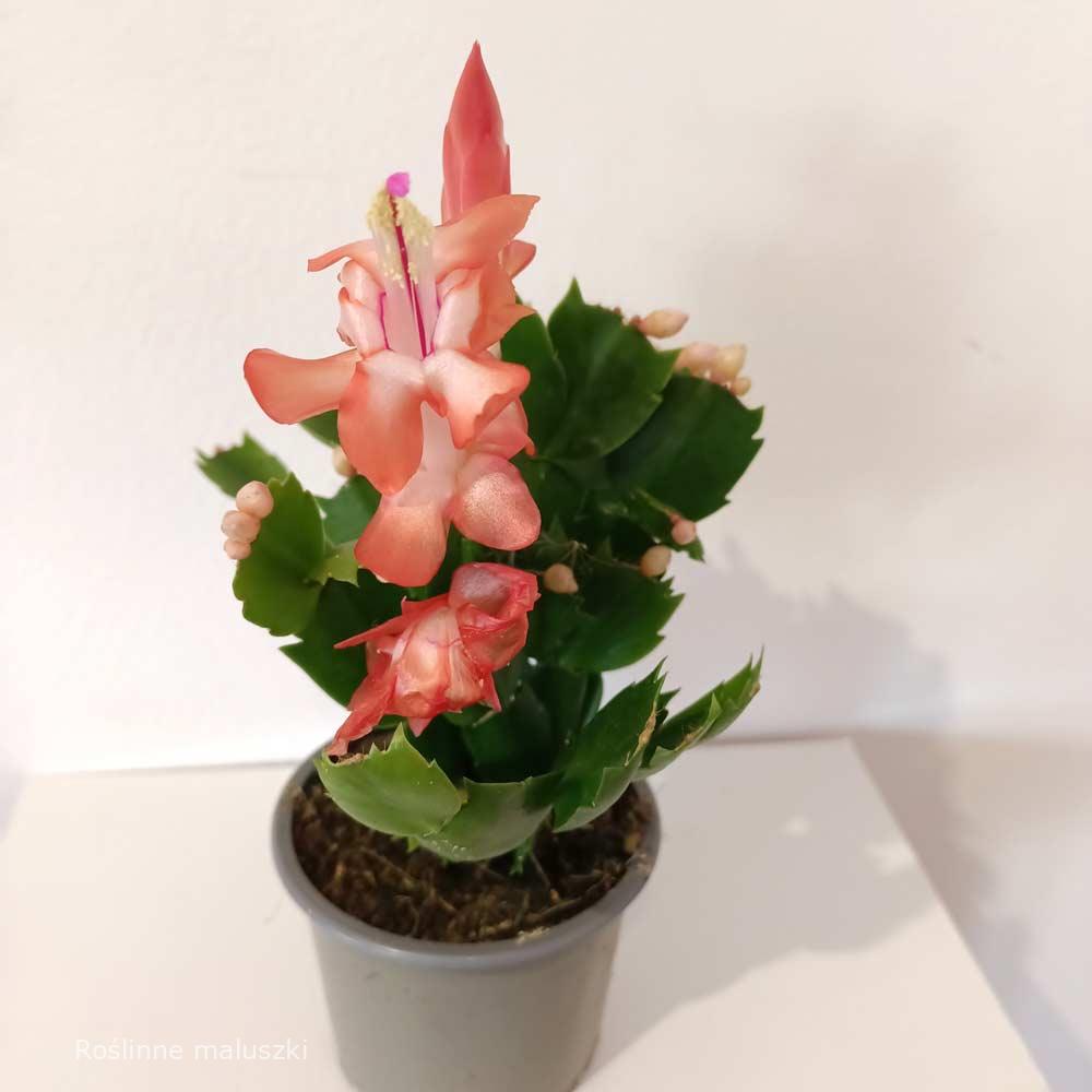 Schlumbergera Thor Olivia