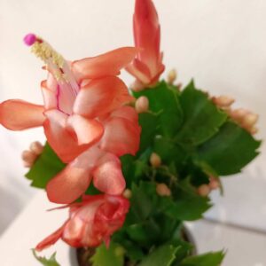 Schlumbergera Thor Olivia