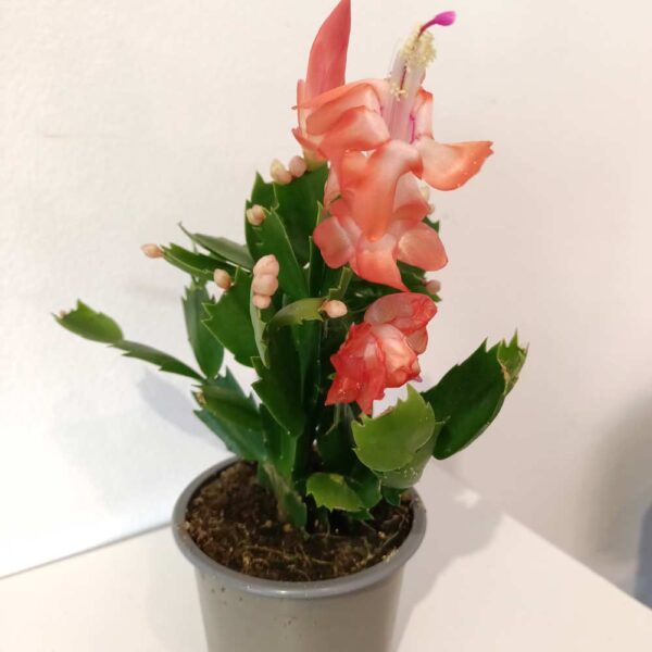 Schlumbergera Thor Olivia