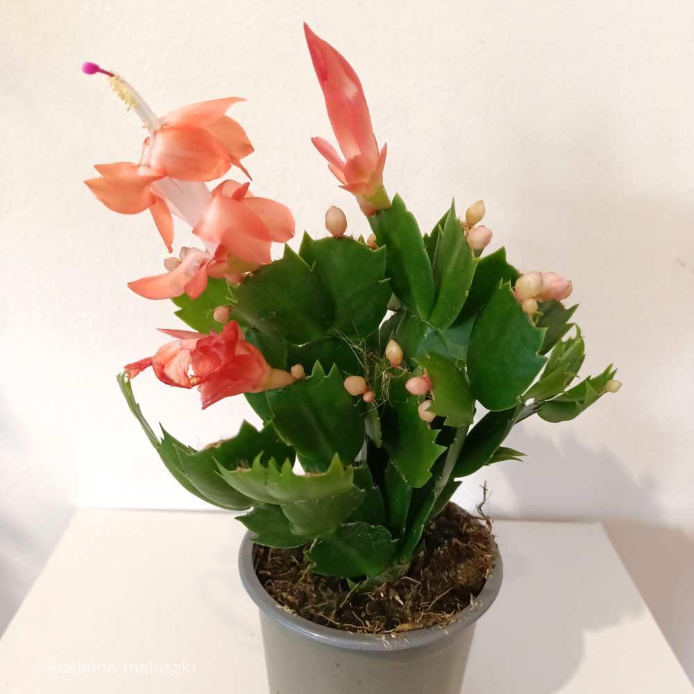 Schlumbergera Thor Olivia