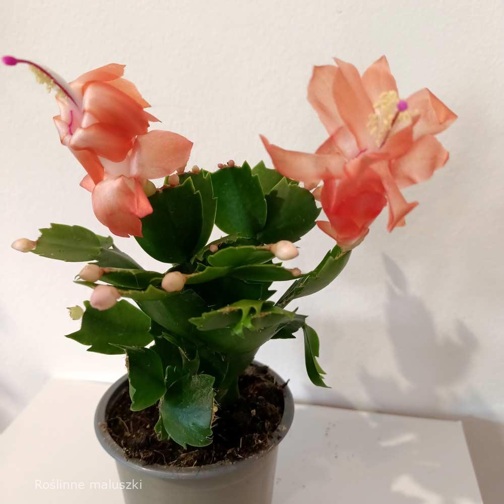 Schlumbergera