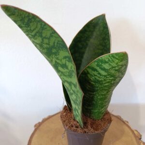 Sansevieria Big Leaf