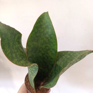 Sansevieria Big Leaf