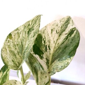 Epipremnum Marble Queen