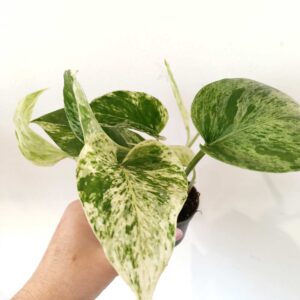 Epipremnum Marble Queen