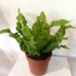 Asplenium nidus Crispy Wave