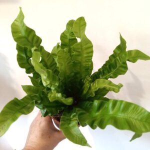 Asplenium nidus Crispy Wave