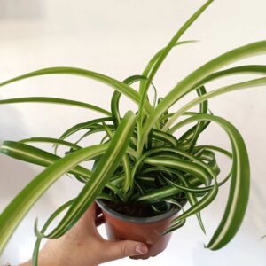 Chlorophytum Bonnie