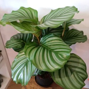 Calathea Orbifolia