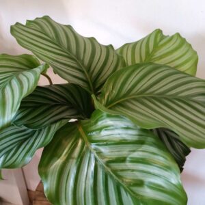 Calathea Orbifolia