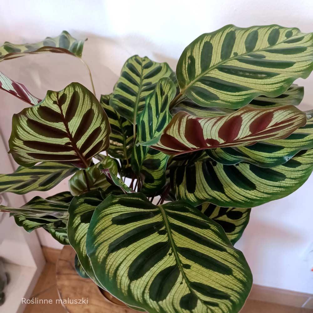 Calathea Makoyana