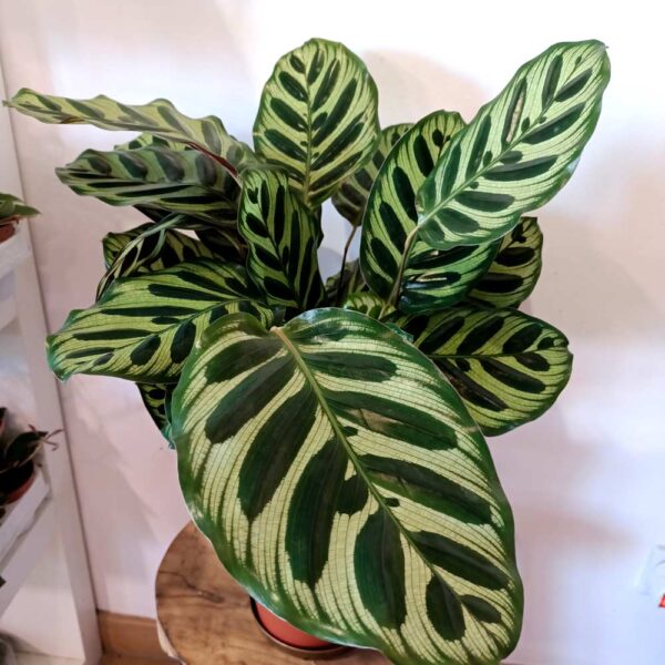 Calathea Makoyana