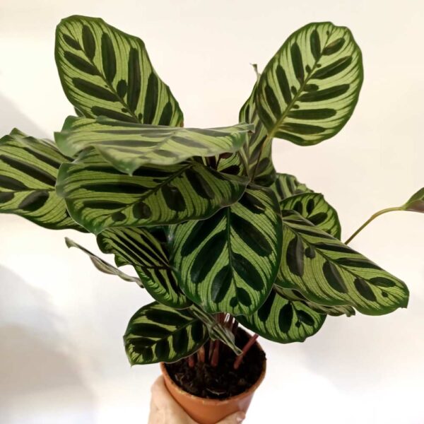 Calathea Makoyana