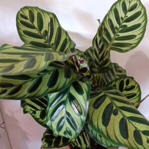 Calathea Makoyana