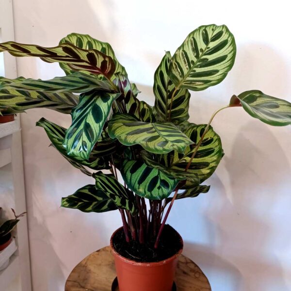 Calathea Makoyana