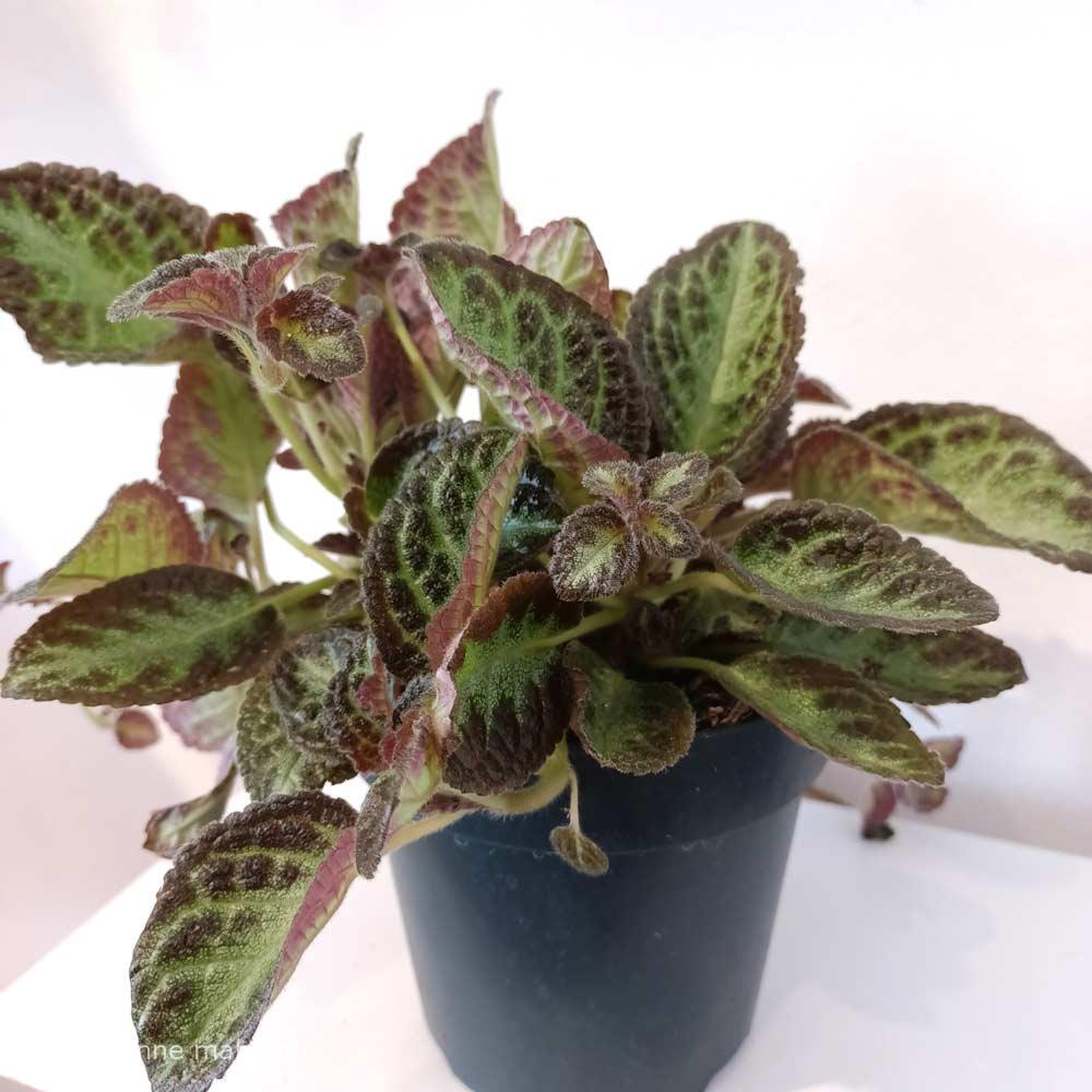 Episcia Met Bloem