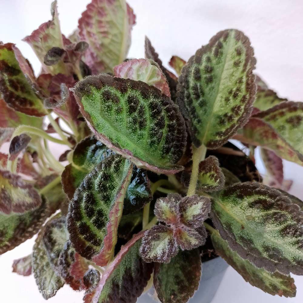 Episcia Met Bloem